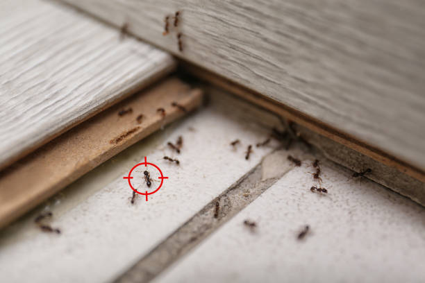 Best Termite Control Services  in Mount Hope, NJ
