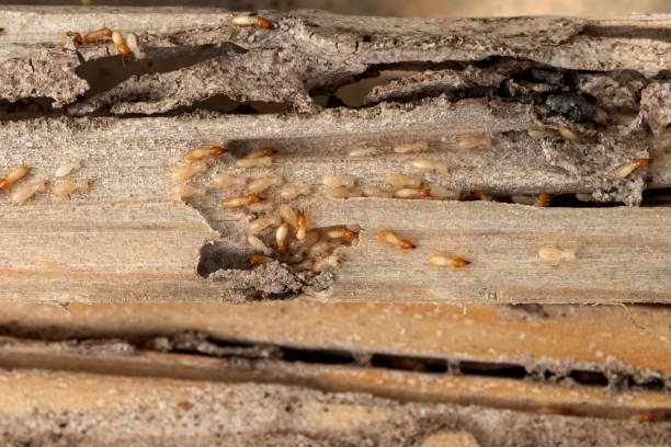 Best Best Pest Control Companies  in Mount Hope, NJ